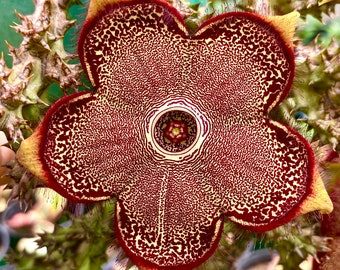 Edithcolea grandis/Rare Succulent//Persian Carpet Flow/live plant