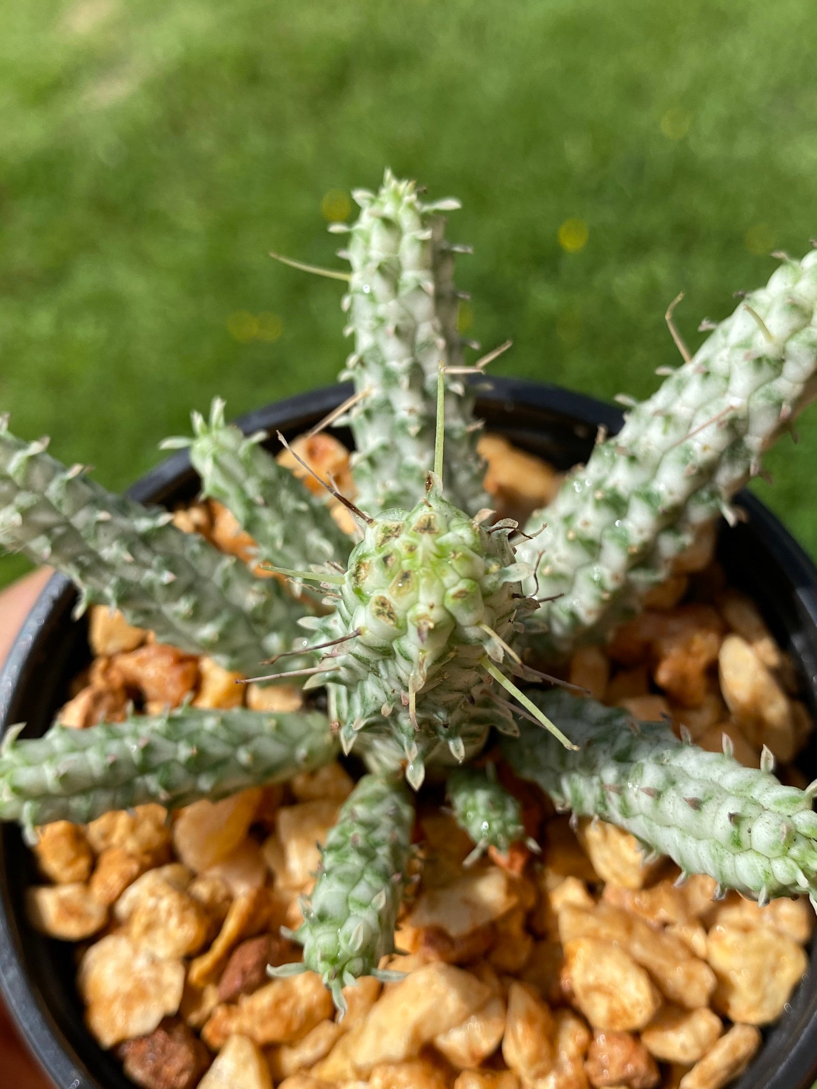 Euphorbia Mammillaris Variegata/'Corn Cob'/Live plant Etsy