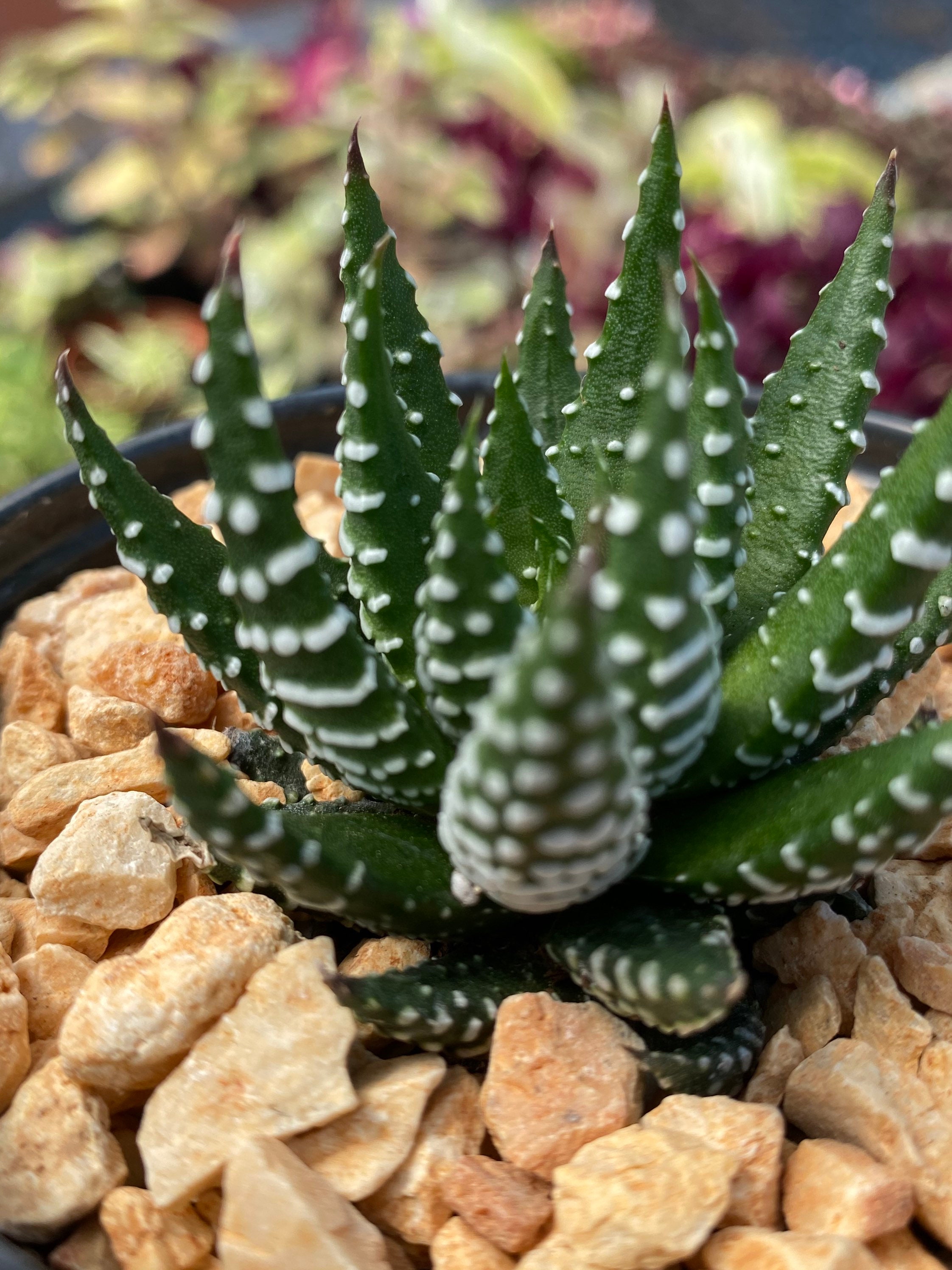 Zebra Haworthia Fasciata Live Plant/Zebra Etsy