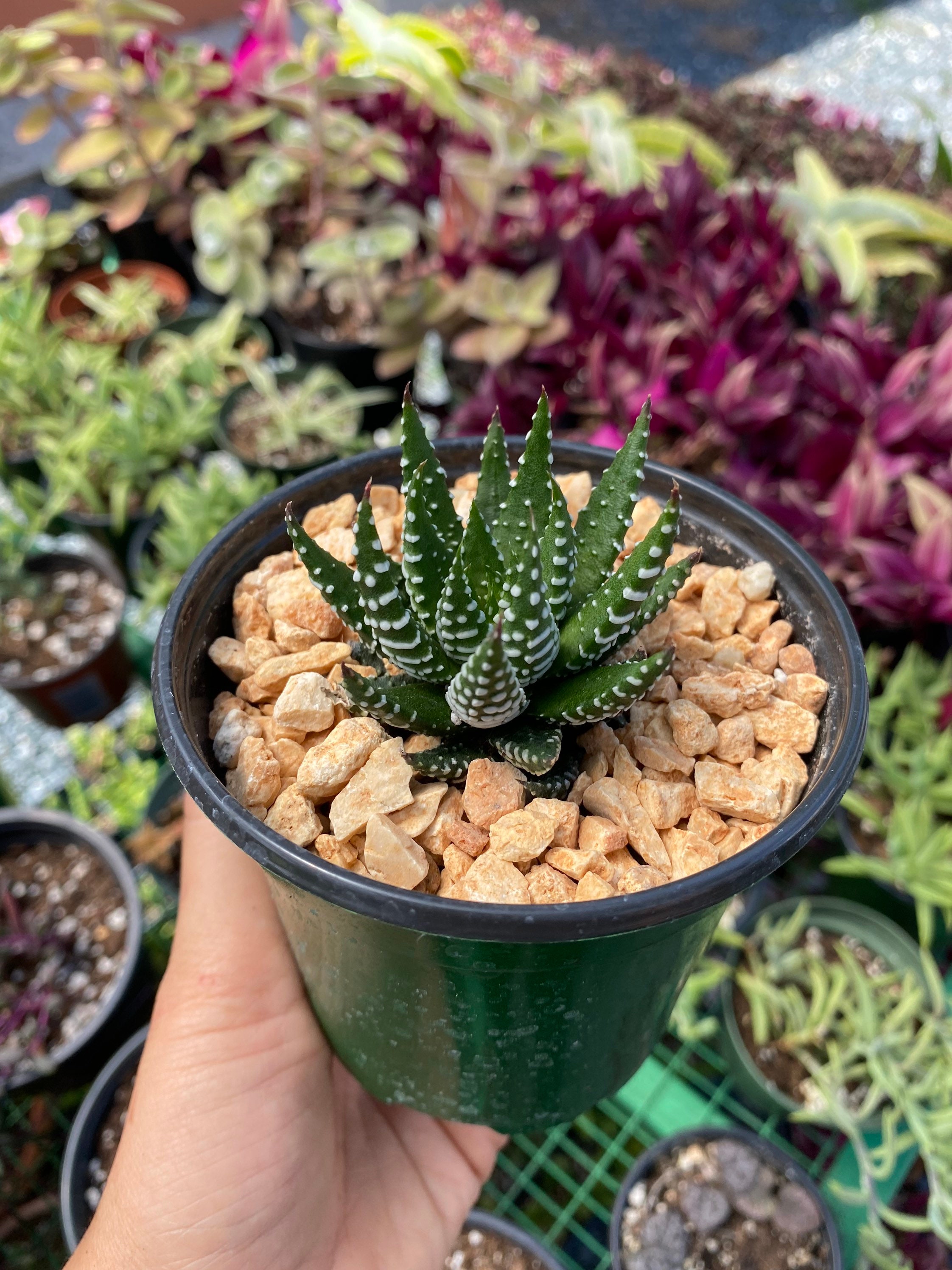 Zebra Haworthia Fasciata Live Plant/Zebra | Etsy