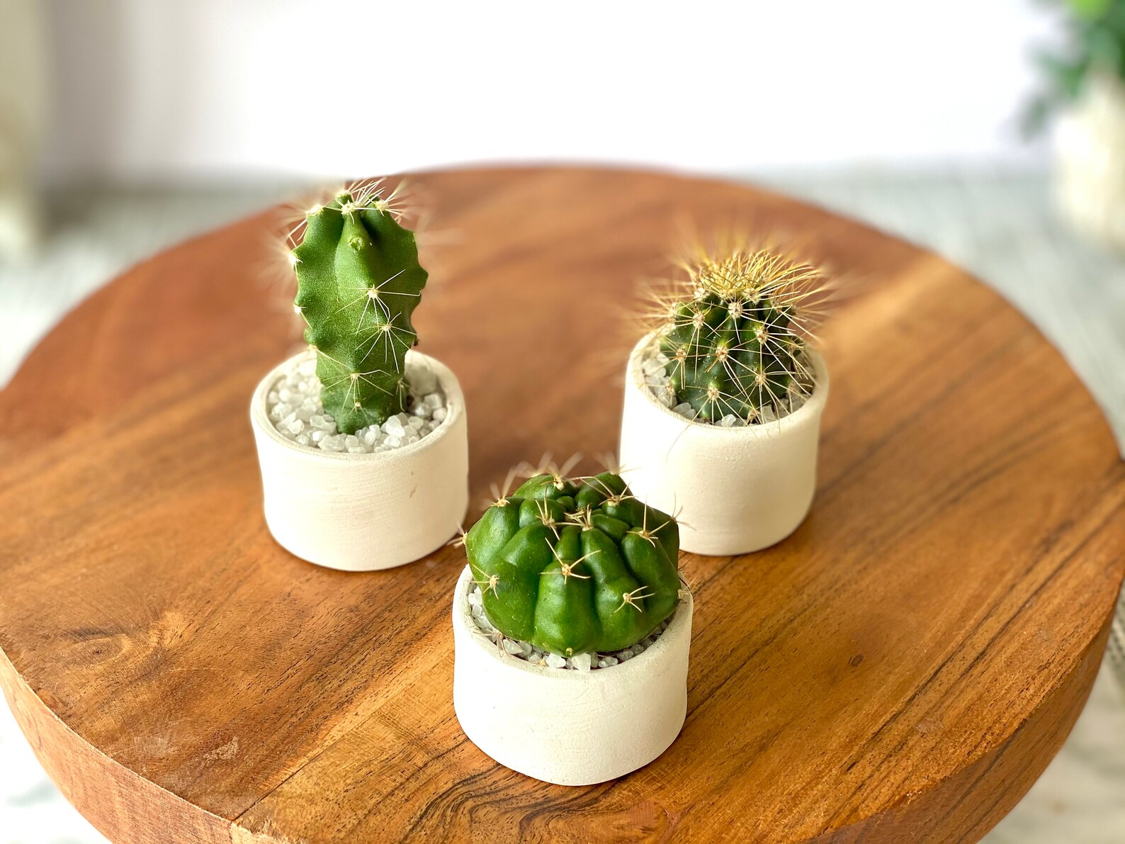 Assorted Mini Cacti Set of 3/Indoor Houseplants/Office Etsy