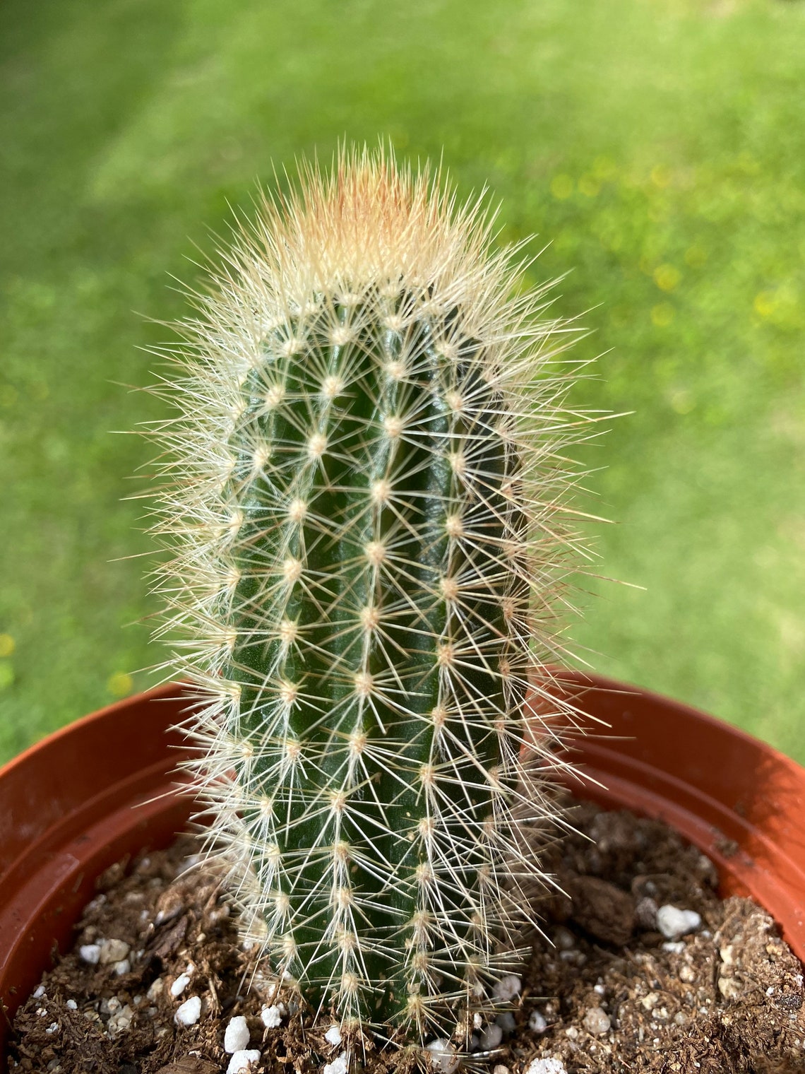 Pilosocereus Chrysostele/4 Live Plant | Etsy