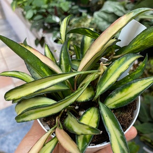 Hoya wayetii tricolor