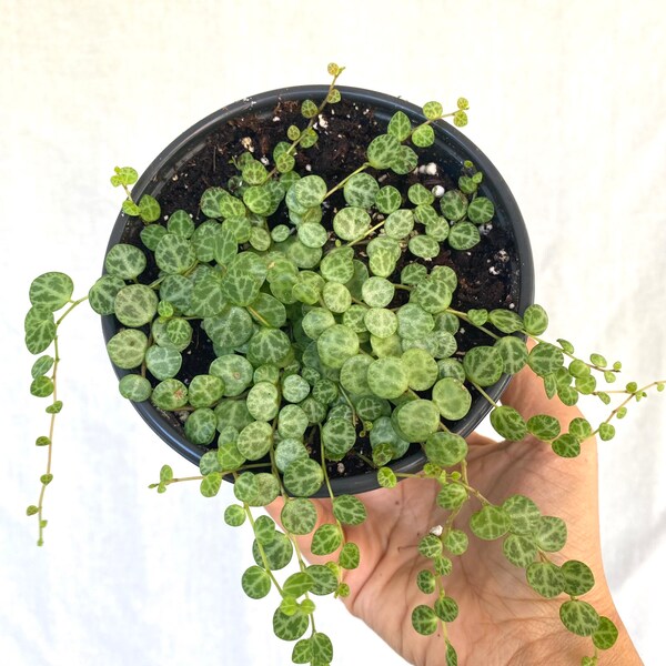 String of Turtles Plant/ Peperomia Prostrata /Peperomia rotundifolia