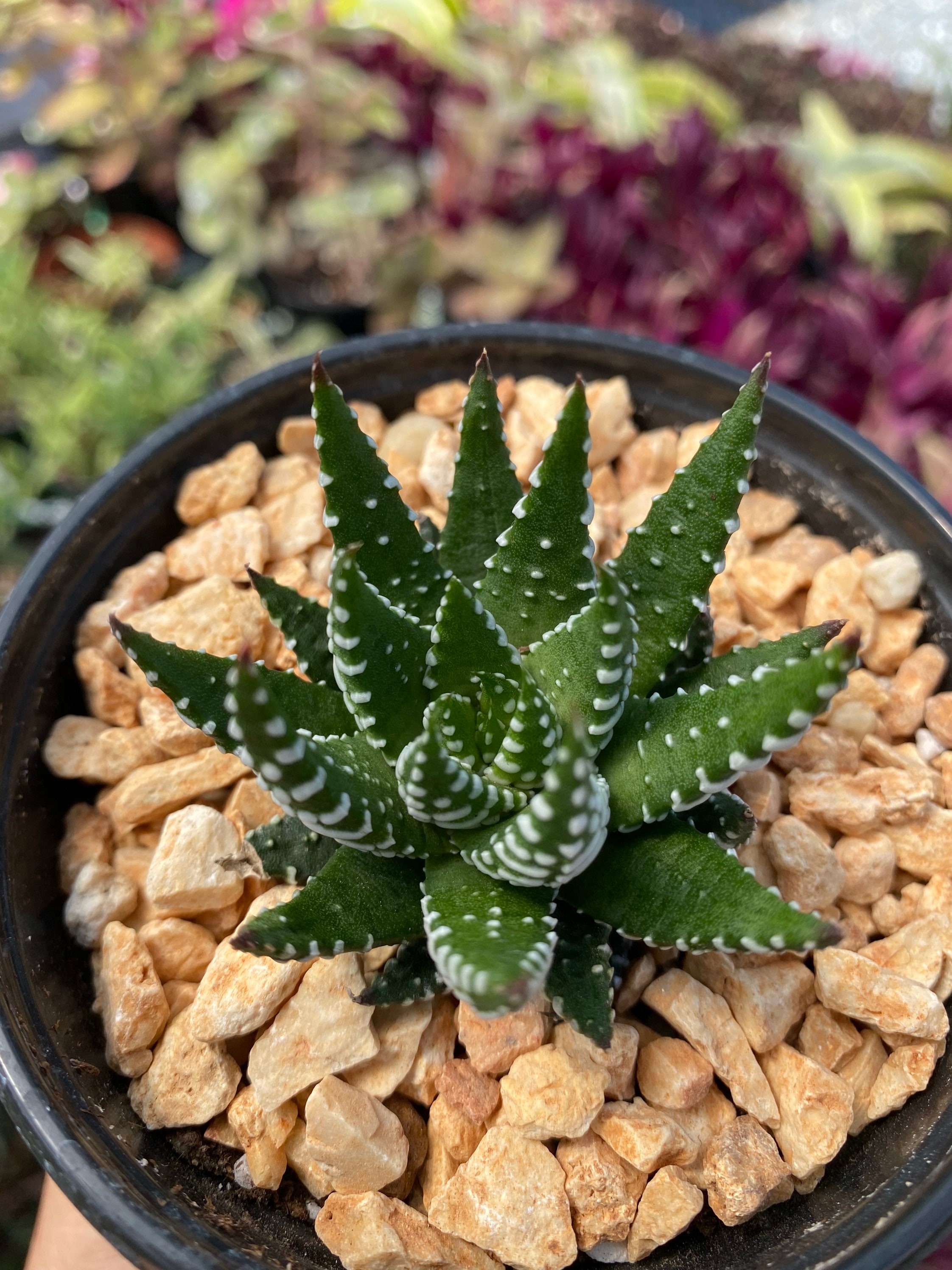 Zebra Haworthia Fasciata Live Plant/Zebra Etsy