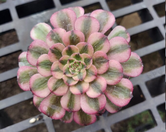 aeonium mardi gras variegated