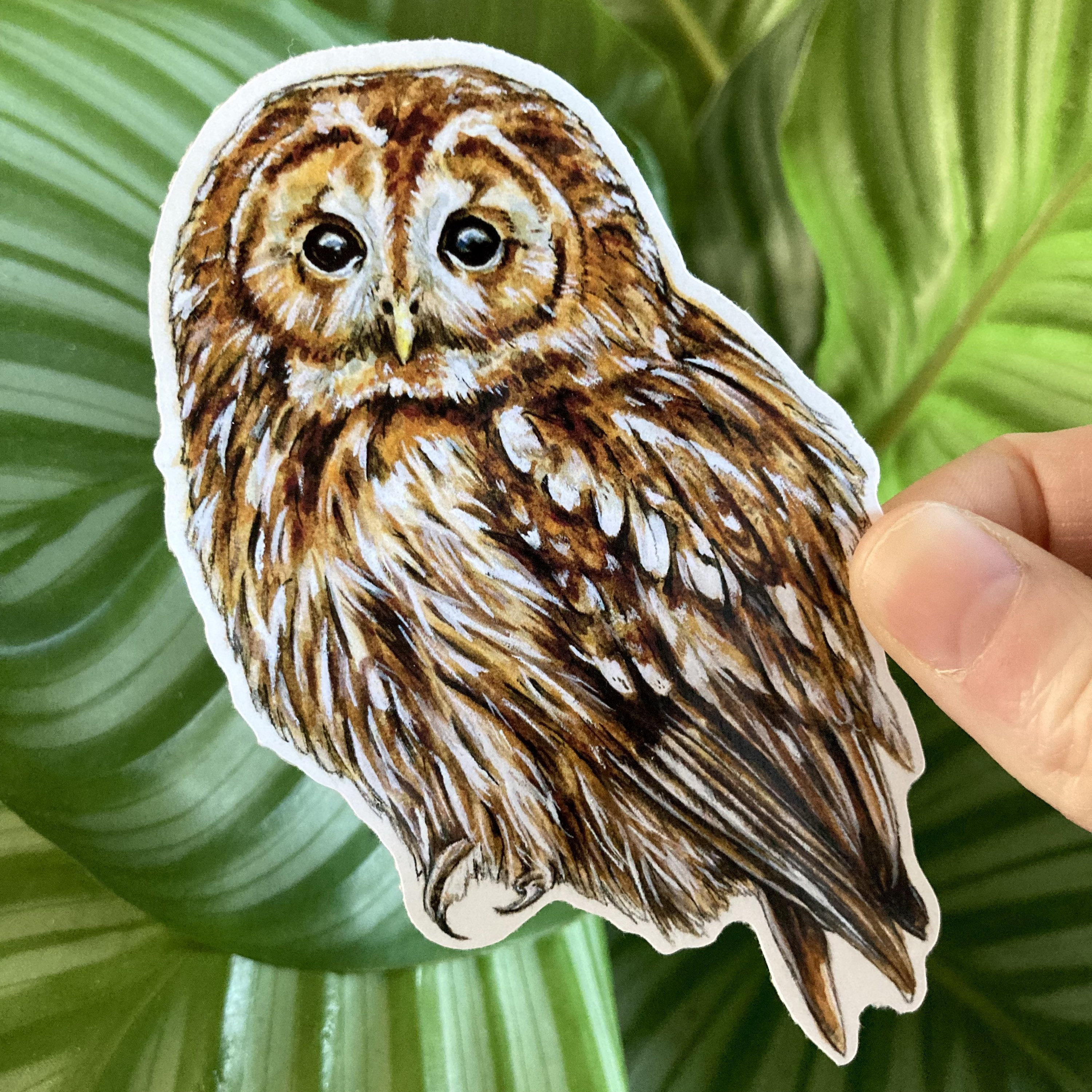 Tawny Owl Glossy Vinyl Sticker 11cm