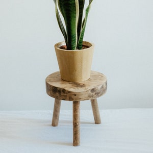 May include: A potted snake plant with green and yellow leaves sits on a wooden stool with three legs.