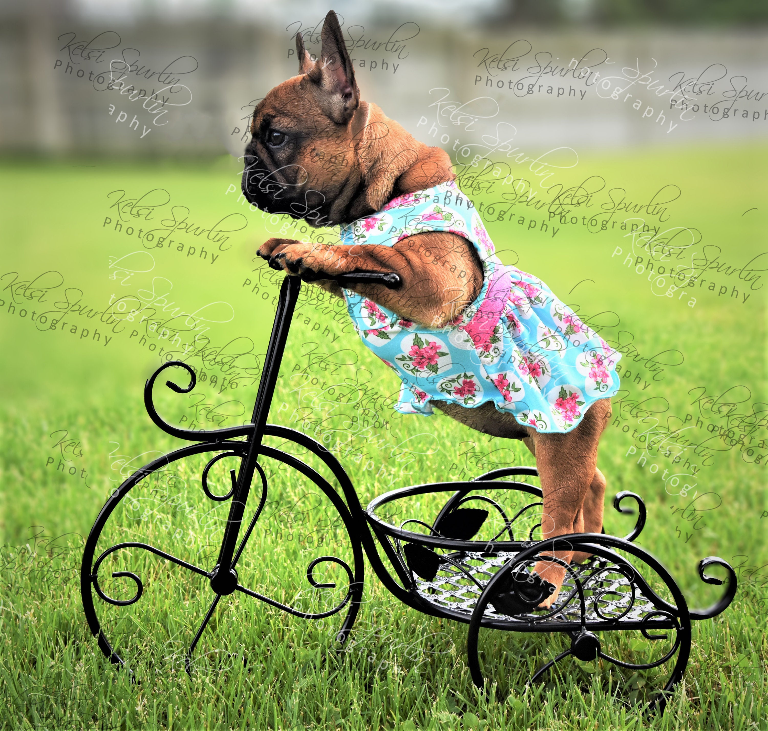 French Bulldog on a Bike Etsy