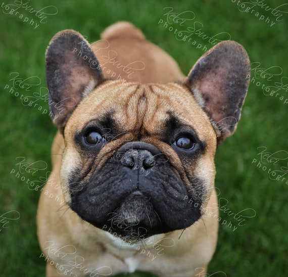 how to figure out your dog's breed