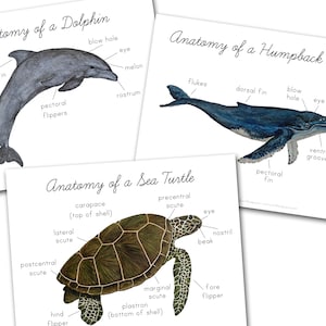 Set di anatomia dell&#39;oceano