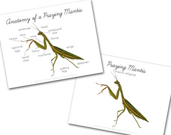 Anatomy of a Praying Mantis