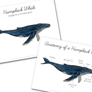 Anatomy of a Whale
