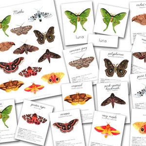 Puede incluir: Una colección de ilustraciones de polillas en acuarela sobre tarjetas blancas. Las tarjetas presentan varias especies de polillas, incluyendo Luna, Common Gray e Imperial, con sus nombres y detalles. La palabra "Moths" está en la parte superior.
