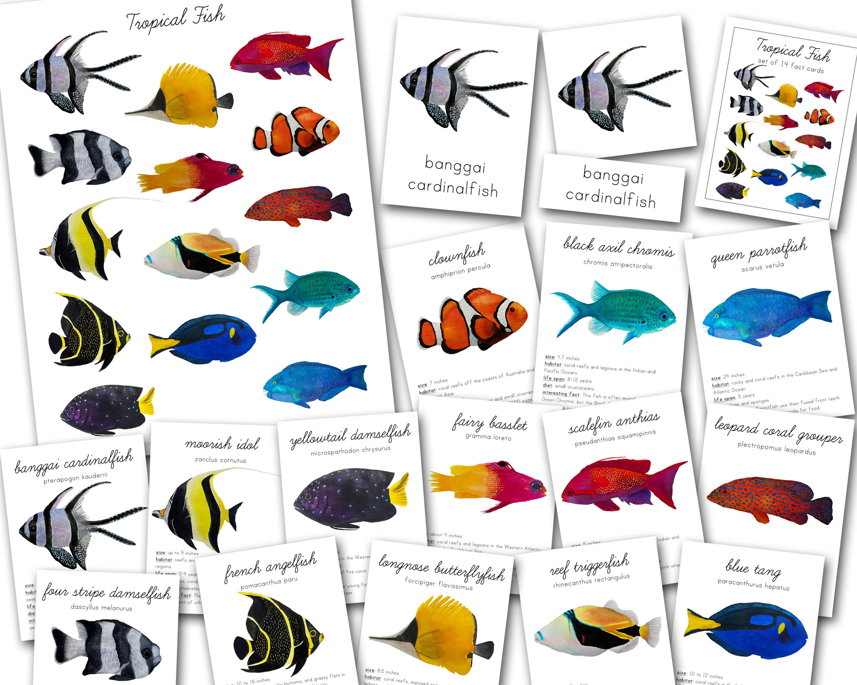 Different types clearance of tropical fish