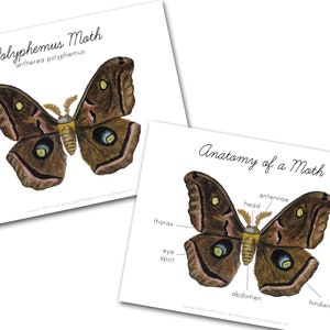 Anatomy of a Moth - Etsy