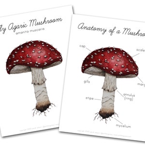 Anatomy of a Mushroom