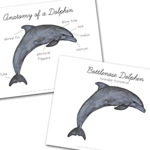 Anatomy of a Dolphin