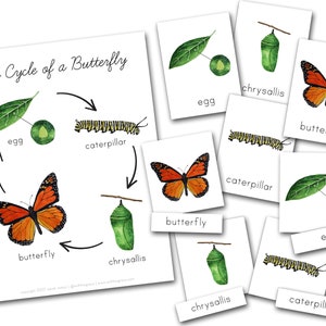 Butterfly Life Cycle & 3 Part Cards