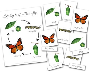 Schmetterling Lebenszyklus & 3 Teilige Karten
