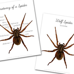 Anatomy of a Spider