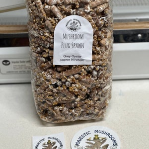 Grey Oyster Mushroom Plug Spawn 500x - FREE USA shipping