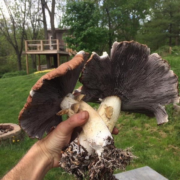 Garden Giant (King Stropharia/wine cap) Mushroom Spawn