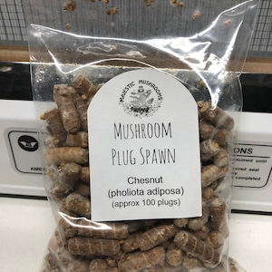 Chestnut Mushroom (pholiota adiposa) Plug Spawn 100x - FREE USA shipping