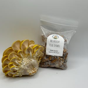 Gold Oyster Mushroom Plug Spawn 100x - FREE USA shipping
