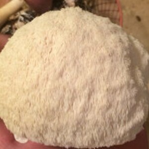 May include: A large, white, mushroom-shaped object with a fuzzy, white surface. The mushroom is a type of medicinal mushroom.