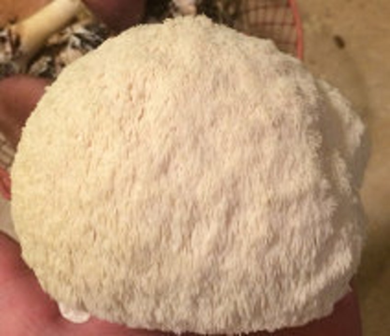May include: A large, white, mushroom-shaped object with a fuzzy, white surface. The mushroom is a type of medicinal mushroom.