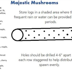 Lion's Mane Mushroom Plug Spawn 100x - FREE USA shipping image 9