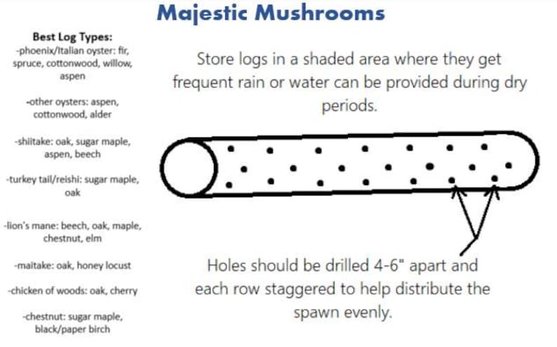 Lion's Mane Mushroom Plug Spawn 100x - FREE USA shipping image 9