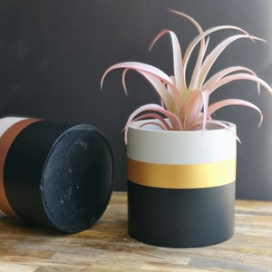 May include: Two black and white striped concrete planters with gold accents. One planter has a pink air plant inside.