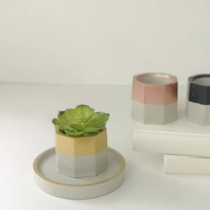 May include: Three hexagonal concrete planters, two are empty and one has a small green succulent plant. The planter with the succulent has a gold rim and the other two planters have a pink and black rim.