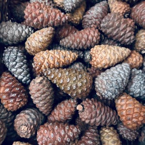 Small Knob Pinecones - Natural Rustic Decor, Assorted Sizes - Lot of 10 (3" or less)