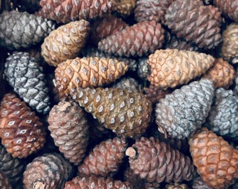 Small Knob Pinecones - Natural Rustic Decor, Assorted Sizes - Lot of 20