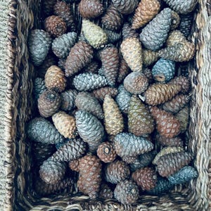 Small Knob Pinecones - Natural Rustic Decor, Assorted Sizes - Lot of 20