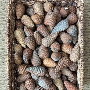 May include: A rectangular woven basket filled with various sizes of pine cones. The pine cones are primarily brown, with some displaying hints of gray and tan. The basket is made of a light brown woven material.