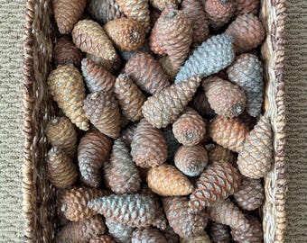 10 Natural Knob Pinecones, Rustic Home Decor, Holiday Crafts, 2.5-4 inch