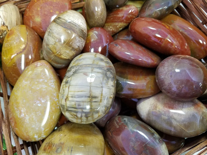 Petrified Wood Palm Stones image 1