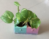 Money Plant