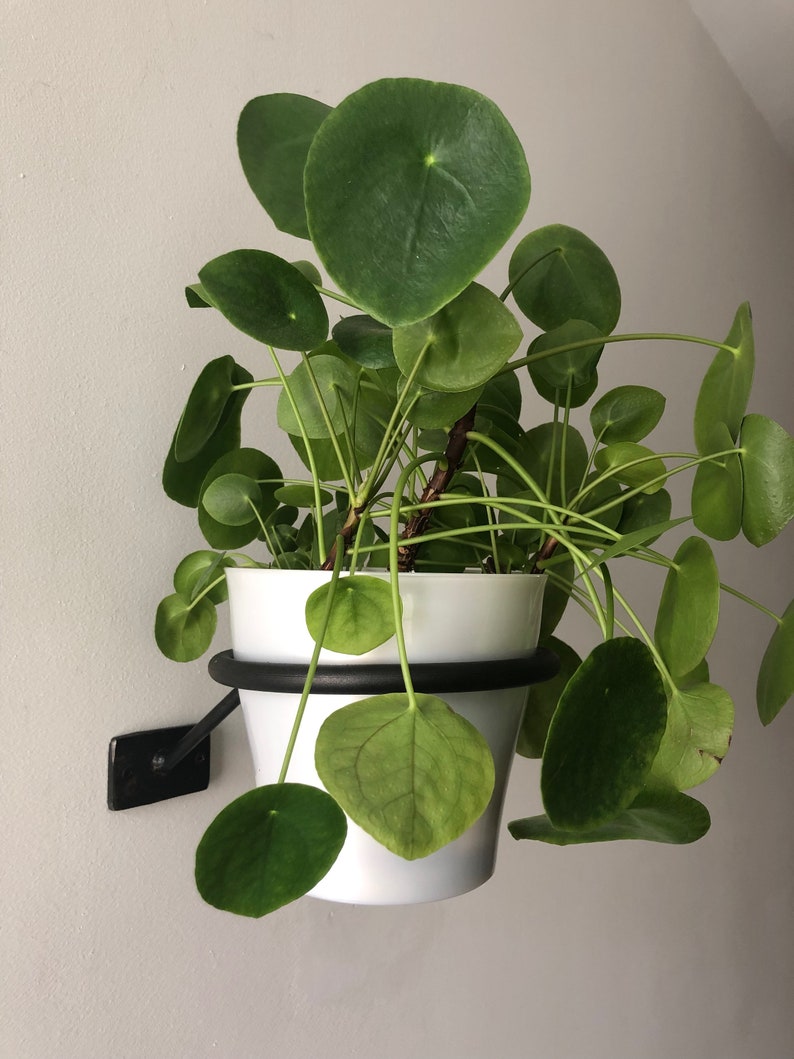 UFO #2 Wall Mount Hanging Plant Holder Small Medium