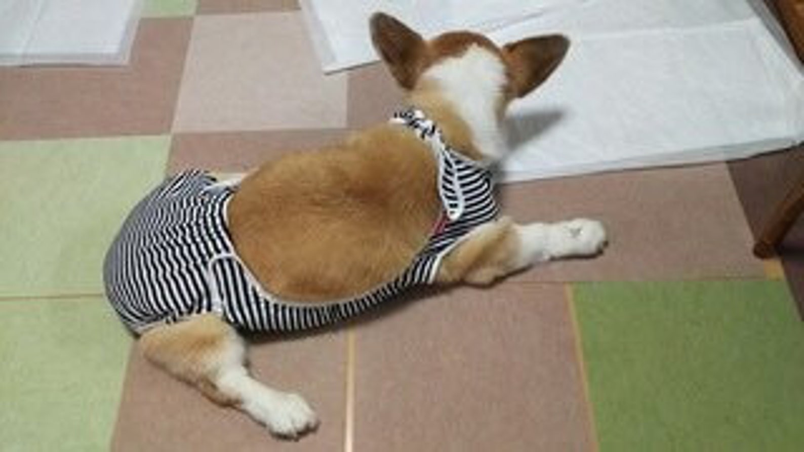 Sanitary / Senior dog care diaper coverups more sizes Etsy