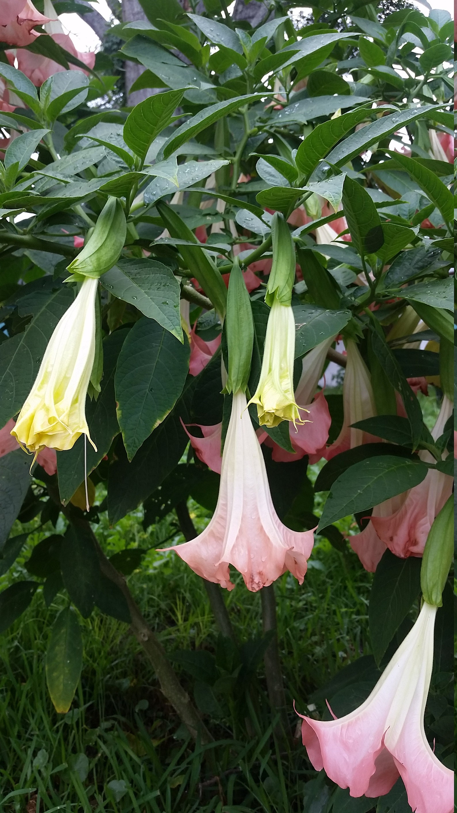 Pink Angel Trumpet cuttings. Flower tree shrub bonsai. Etsy