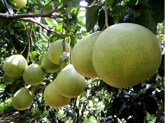 CITRUS X PYRIFORMIS 5 FRESH SEEDS GIANT PONDEROSA LEMON AMERICAN HEIRLOOM CITRUS X PYRIFORMIS 5 FRESH SEEDS GIANT PONDEROSA LEMON AMERICAN HEIRLOOM