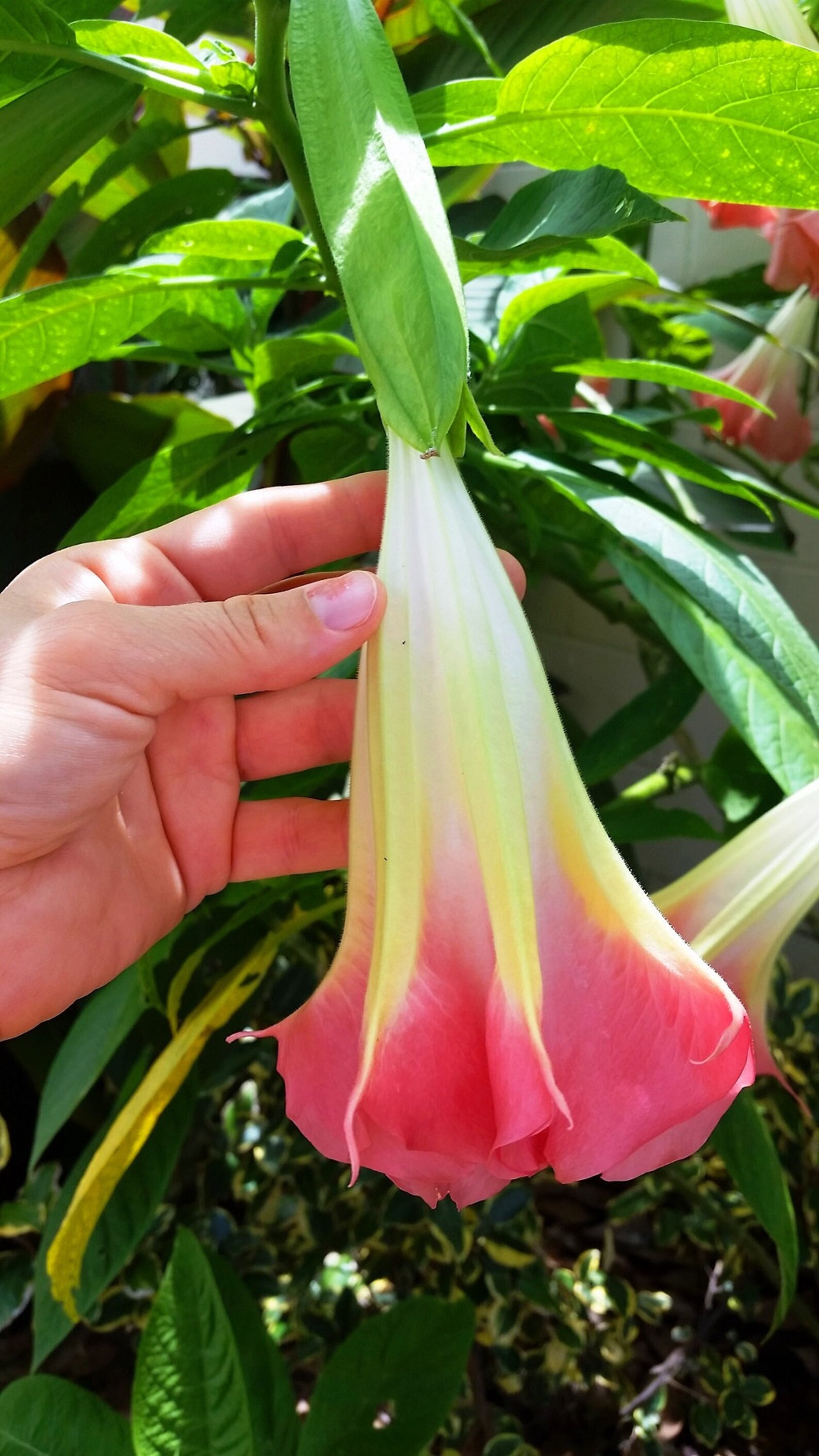 Pink Angel Trumpet cuttings. Flower tree shrub bonsai. Etsy