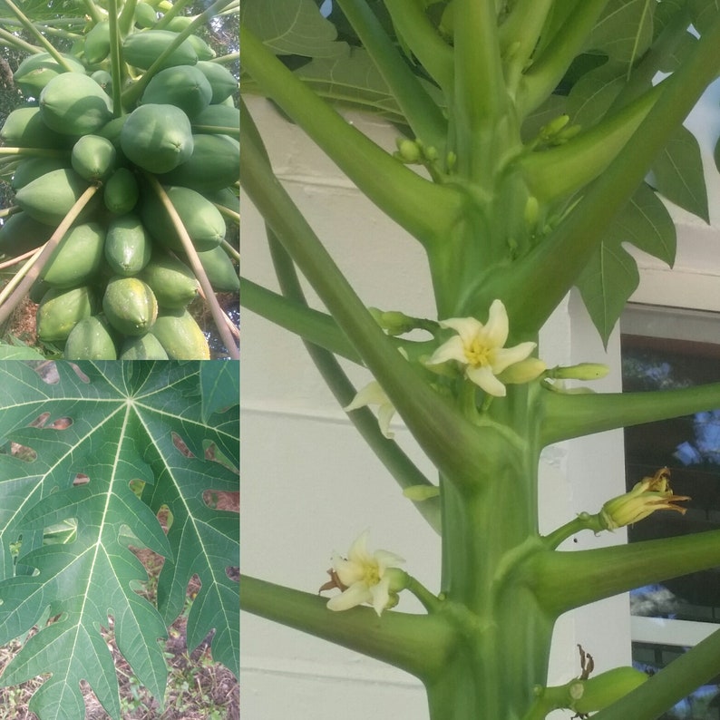 Fresh Papaya leaves. Papaya tree Leaves/ pawpaw papaw. Etsy