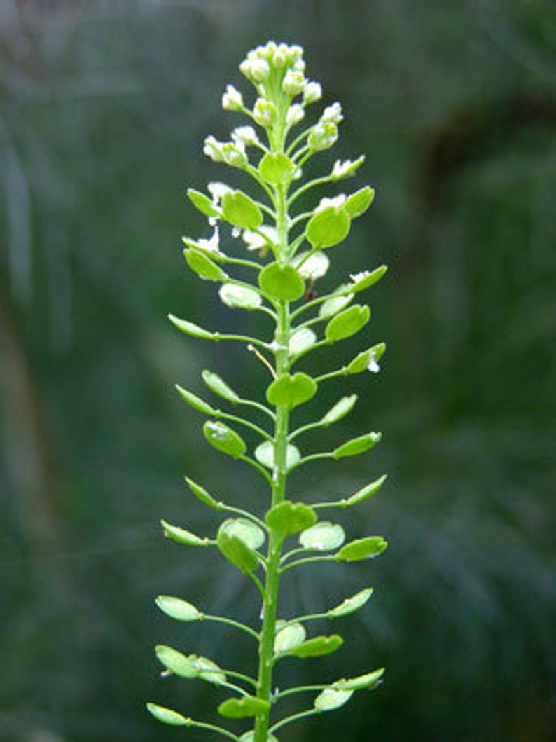 Peppergrass Herb Seeds Lepidium Virginicum. Pepper Grass Etsy