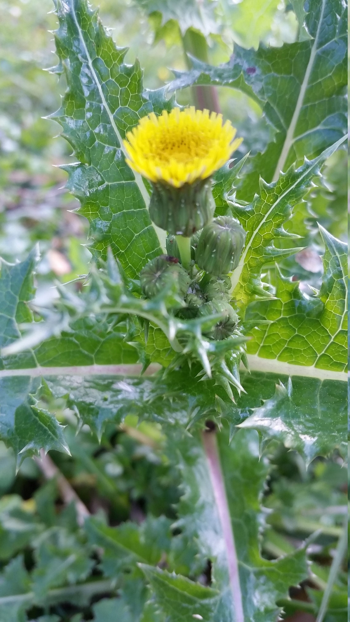 Wild Opium Lettuce & Wild Prickly Lettuce Seeds Lactuca Etsy